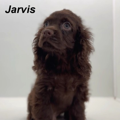 puppy, for, sale, Cocker Spaniel, Joe & Cherri  Overlease, dog, breeder, Miller, MO, dog-breeder, puppy-for-sale, forsale, nearby, find, puppyfind, locator, puppylocator, aca